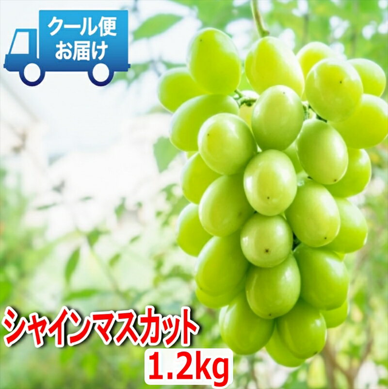 安心のクール便発送　収穫当日に産地直送　シャインマスカット　1.2kg（2房）＜出荷開始：2024年9月1日～2024年10月5日＞