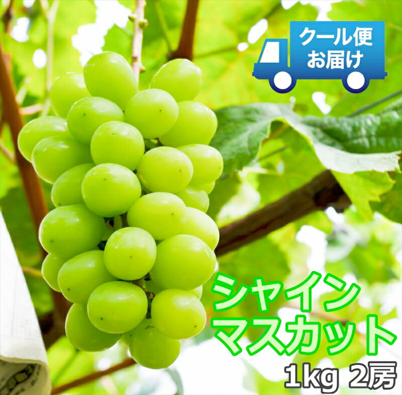 【ふるさと納税】クール便発送　シャインマスカット　1kg（2房）＜出荷時期:9月5日出荷開始～10月10日出荷終了＞【 フルーツ 山梨県 南アルプス市 】のサムネイル