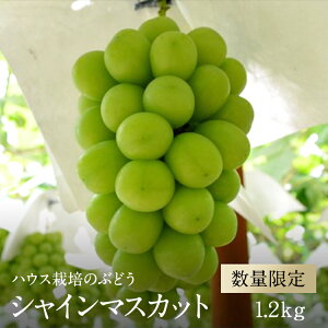 【ふるさと納税】先行予約 シャインマスカット 約1.2kg ハウス栽培 2024年産 皮ごと食べられる 種なしぶどう 冷蔵出荷 5-9＜出荷時期：2024年7月上旬～7月下旬ごろ＞【お取り寄せ ご自宅用 ご家庭用 ギフト プレゼント 贈り物 山梨県 南アルプス市 】