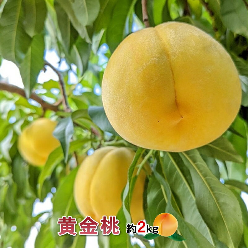 【ふるさと納税】山梨県南アルプス市産 黄金桃 約2kg 5玉～8玉＜出荷開始：2023年7月15日～2023年 9月6日まで＞【 フルーツ 山梨県 南アルプス市 】のサムネイル