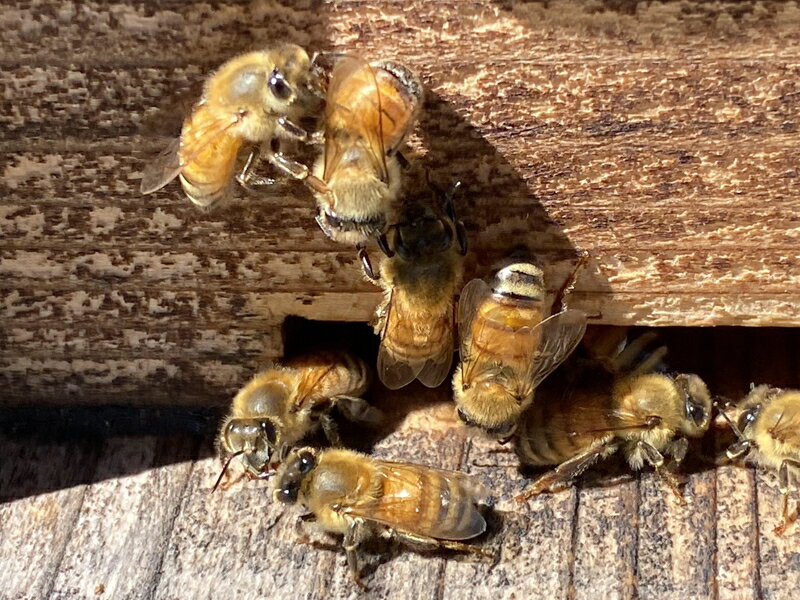 【ふるさと納税】 自家のミツバチが集める南アルプス上宮地産　さくら蜜　ガラスびん詰 450g 1本 ふるさと納税 はちみつ さくらはちみつ さくら 瓶詰 おすすめ 山梨県 南アルプス市 送料無料 ALPAB103