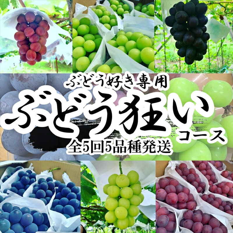 30位! 口コミ数「3件」評価「3」【先行予約】ぶどう狂い　旬のぶどう5種 (旬を迎えた品種から順次発送)＜出荷時期：2024年8月上旬～2024年10月下旬頃＞ フルーツ シ･･･ 