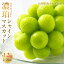 【ふるさと納税】 5-99 南アルプス市産 シャインマスカット濃珀?KOHAKU? 2〜3房入り 約1.2kg ふるさと納税 おすすめ 山梨県 南アルプス市 送料無料 ALPAH025 25,000円