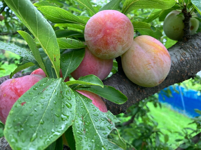 【ふるさと納税】 ＜2026年発送先行予約＞すももソルダム 約1.2kg ふるさと納税 すもも ソルダム プラム 果物 フルーツ おすすめ 山梨県 南アルプス市 送料無料 ALPCZ003
