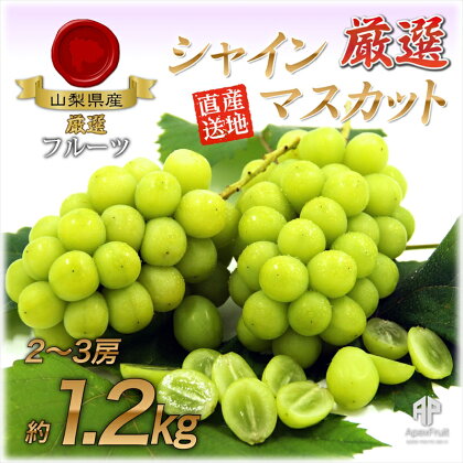 【先行予約】厳選！旬の味覚　南アルプス市産シャインマスカット約1.2kg（2～3房）＜出荷開始：2024年8月中旬頃から順次発送＞【フルーツ　ぶどうの生産量日本一の山梨　大人気 山梨県 南アルプス市 】