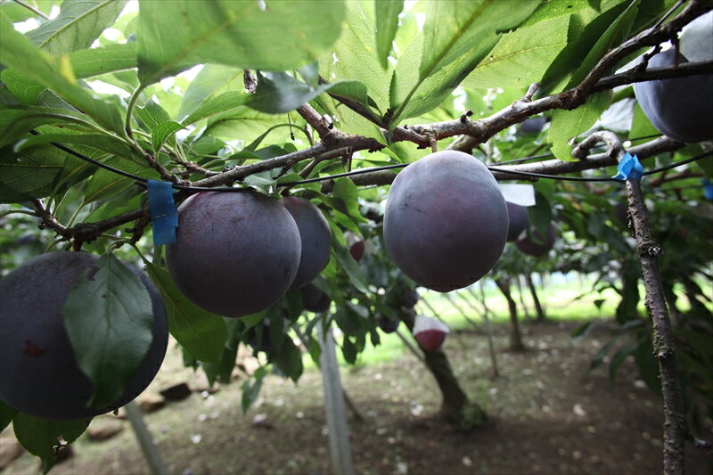 【ふるさと納税】 ＜2026年発送分先行予約＞厳選！南アルプス市産　『フルーツ定期3回便』 ふるさと納税 果物 フルーツ もも 葡萄 シャインマスカット おすすめ 山梨県 南アルプス市 送料無料 ALPDD003