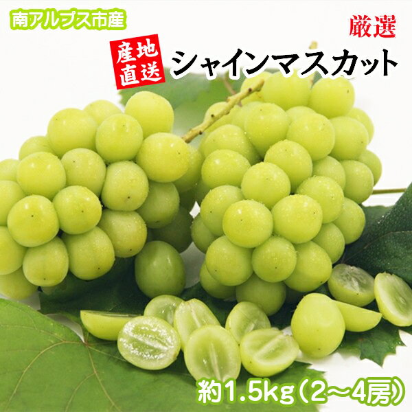 【ふるさと納税】 【25年発送先行予約】厳選！南アルプス市産　シャインマスカット　約1.5kg〜1.6kg（2〜4房） ふるさと納税 シャインマスカット 葡萄 ぶどう 果物 フルーツ おすすめ 山梨県 南アルプス市 送料無料 ALPDD010