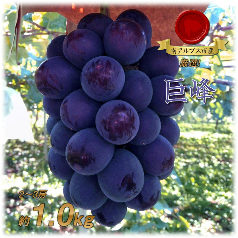 【ふるさと納税】 【25年発送先行予約】厳選!南アルプス市産 巨峰 約1.0kg(2~3房) ふるさと納税 巨峰 葡萄 ぶどう 果物 フルーツ おすすめ 山梨県 南アルプス市 送料無料 ALPDD016