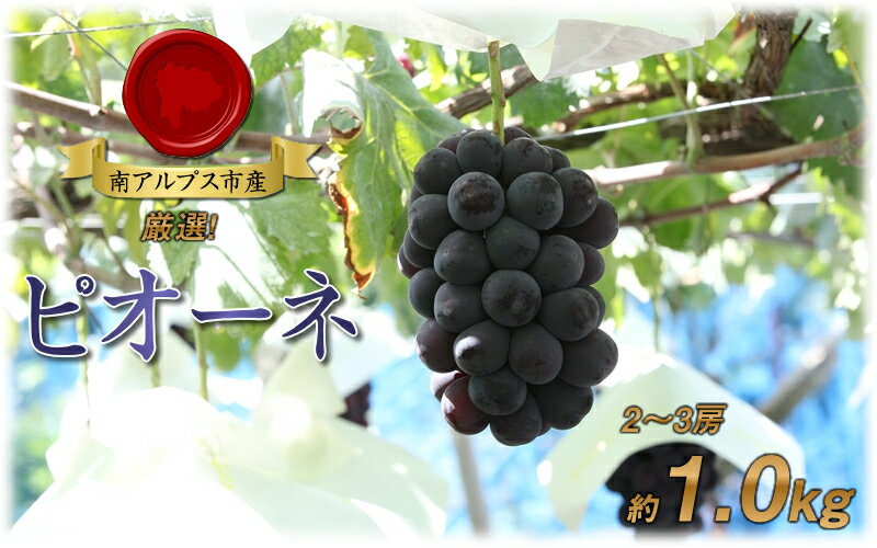 【ふるさと納税】 【25年発送先行予約】厳選！南アルプス市産　ピオーネ　約1.0kg（2〜3房） ふるさと納税 ピオーネ 葡萄 ぶどう 果物 フルーツ おすすめ 山梨県 南アルプス市 送料無料 ALPDD017