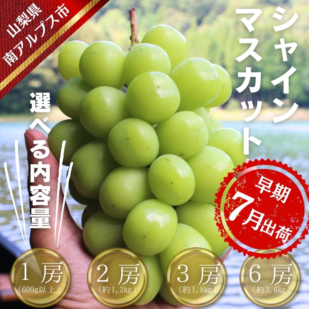 [令和7年発送・先行予約] [早期出荷] ハウス栽培 シャインマスカット 600g以上・約1.2kg・約1.8kg・約3.6kg ふるさと納税 山梨県 南アルプス市 フルーツ 果物 くだもの ぶどう ブドウ ギフト お中元 AL