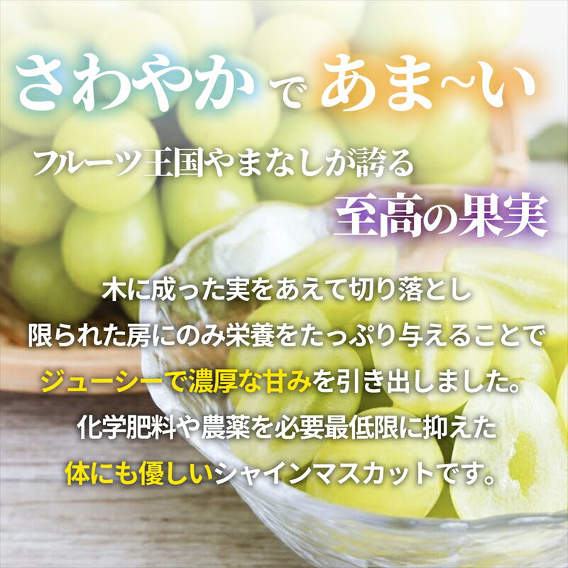 【ふるさと納税】 ＜2026年発送先行予約＞ 朝どれ新鮮！キラキラ大粒！ご褒美シャインマスカット ふるさと納税 シャインマスカット マスカット 葡萄 ぶどう 果物 おすすめ 山梨県 南アルプス市 送料無料 ALPDY001