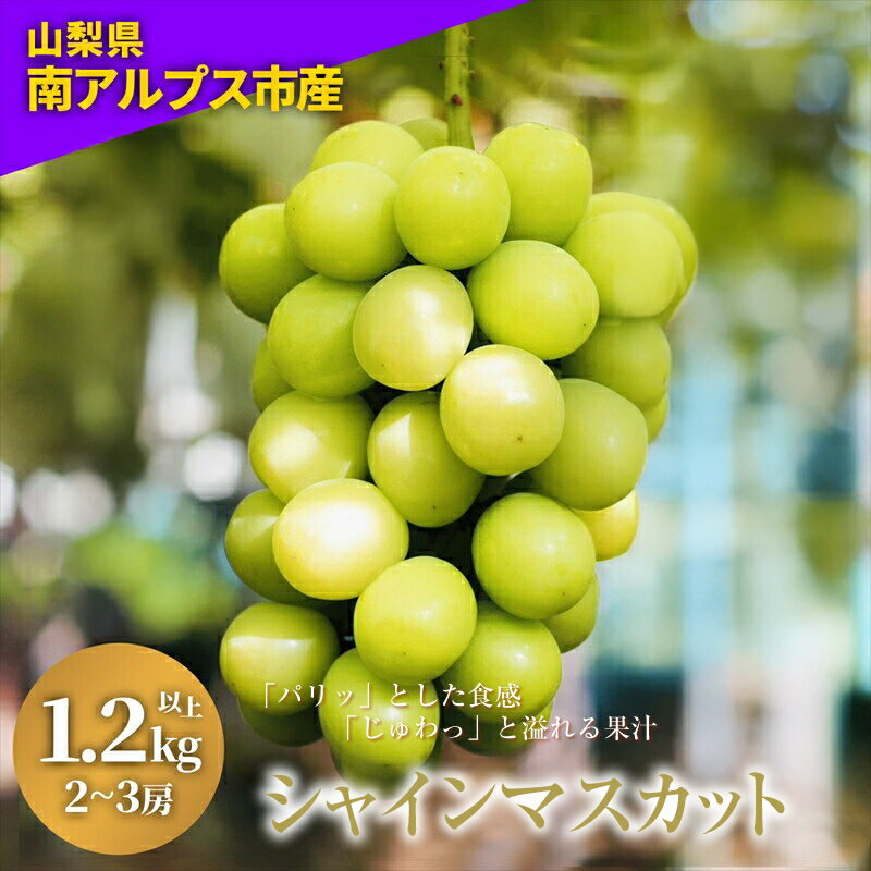 【ふるさと納税】 朝どれ新鮮!キラキラ大粒!ご褒美シャインマスカット ふるさと納税 シャインマスカット マスカット 葡萄 ぶどう 果物 おすすめ 山梨県 南アルプス市 送料無料 ALPDY001