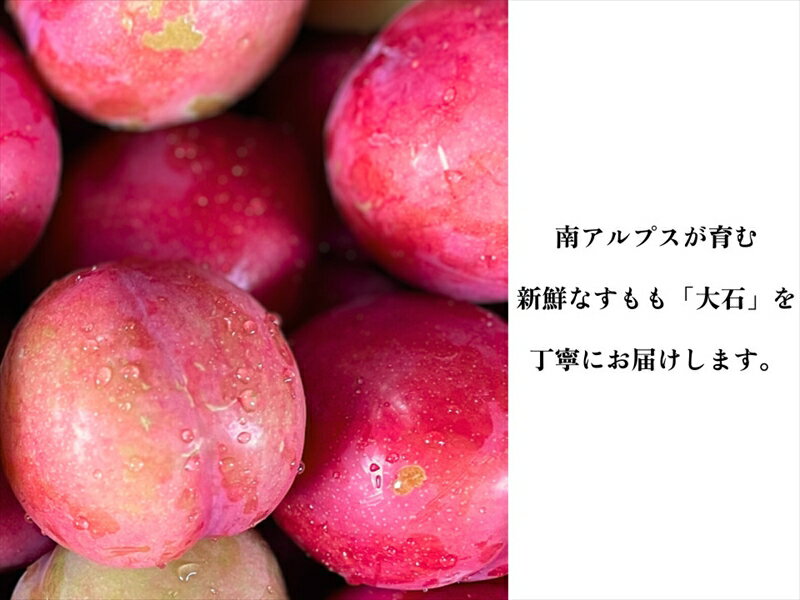 【ふるさと納税】 【2025年先行予約】お菓子作りには絶対コレ！【大石】おうち用（すもも）お試しセット　約15玉 ふるさと納税 すもも プラム 大石 完熟 おいしい おすすめ 山梨県 南アルプス市 送料無料 ALPDS004