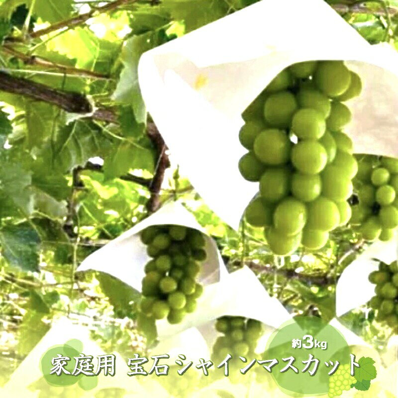 【ふるさと納税】 【2025年発送先行予約】シャインマスカット (新鮮直送・家庭用3kg) ふるさと納税 シャインマスカット マスカット 葡萄 ご家庭用 果物 フルーツ おすすめ 山梨県 南アルプス市 送料無料 ALPCZ015