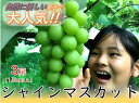 【ふるさと納税】 【自然に優しく美味しい葡萄2色セット3房】栽培期間中の農薬削減で美味しいシャインマスカットと赤葡萄(1.5kg以上) ふるさと納税 おすすめ ...
