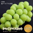 〈先行予約〉シャイマスカット約1.2kg入り(粒シャイン付き)ふるさと納税 おすすめ 山梨県 南アルプス市 送料無料 ALPAO004