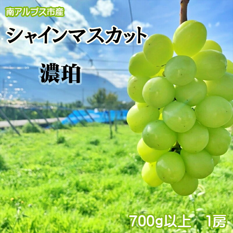 【ふるさと納税】【先行予約】南アルプス市産シャインマスカット「濃珀 KOHAKU 」700g以上　1房＜出荷時期：2024年8月下旬～10月下旬ごろ＞【内祝い 内祝 お祝い 御祝い 御祝 お礼 御礼 プレゼント ギフト 贈り物 お歳暮 山梨県 南アルプス市 】のサムネイル