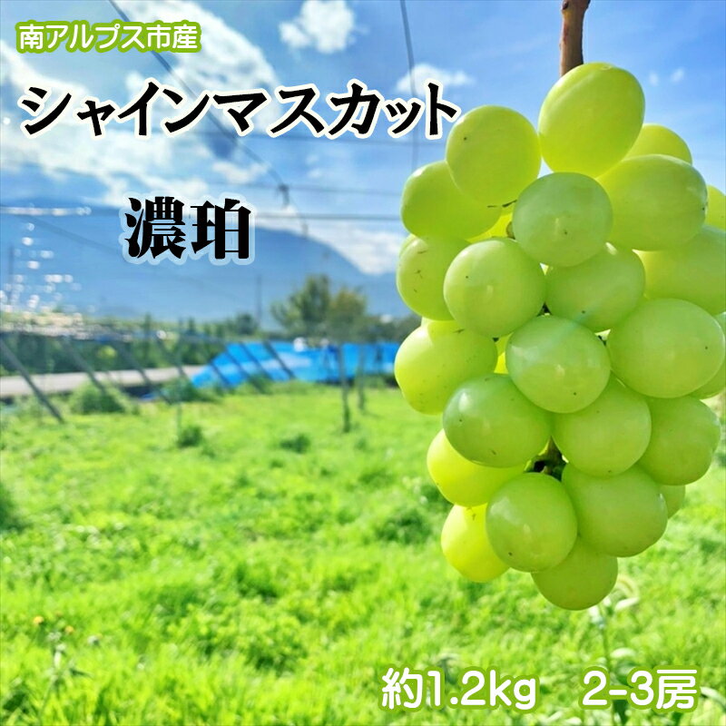 【ふるさと納税】【先行予約】南アルプス市産シャインマスカット「濃珀 KOHAKU」約1.2kg　2-3房＜出荷時期：2024年8月下旬～2024年10月下旬頃＞フルーツ ぶどう 葡萄 【内祝い 内祝 お祝い 御祝い 御祝 お礼 御礼 プレゼント ギフト 贈り物 山梨県 南アルプス市 】のサムネイル