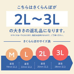 【ふるさと納税】さくらんぼ 先行予約 毎日農業記録賞 全国最優秀賞 受賞 極上品大玉・さくらんぼ 2L〜3L二段並べ 約1200g／フルーツ グランプリ ※2022年6月中旬以降の発送 送料無料･･･ 画像1