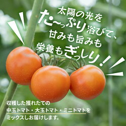 【ふるさと納税】 トマト 詰め合わせ セット 4種類以上 ミックス もぎたて 新鮮 明野菜園 自社農場 山梨県北杜市 送料無料 画像2