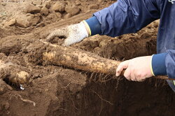 【ふるさと納税】 長芋 野菜 とろろ 10kg 約6～10本入り 期間限定 茅ヶ岳高原 山梨県 北杜市 送料無料 画像1