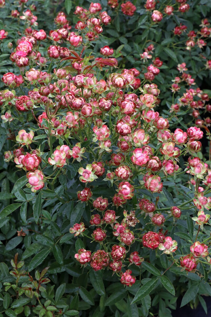 【ふるさと納税】バラ 苗 四季咲き 鉢植え 花 ラディッシュ 6寸鉢 ディープカップ咲き 房咲き 農林水産省登録品種（PVP） 送料無料