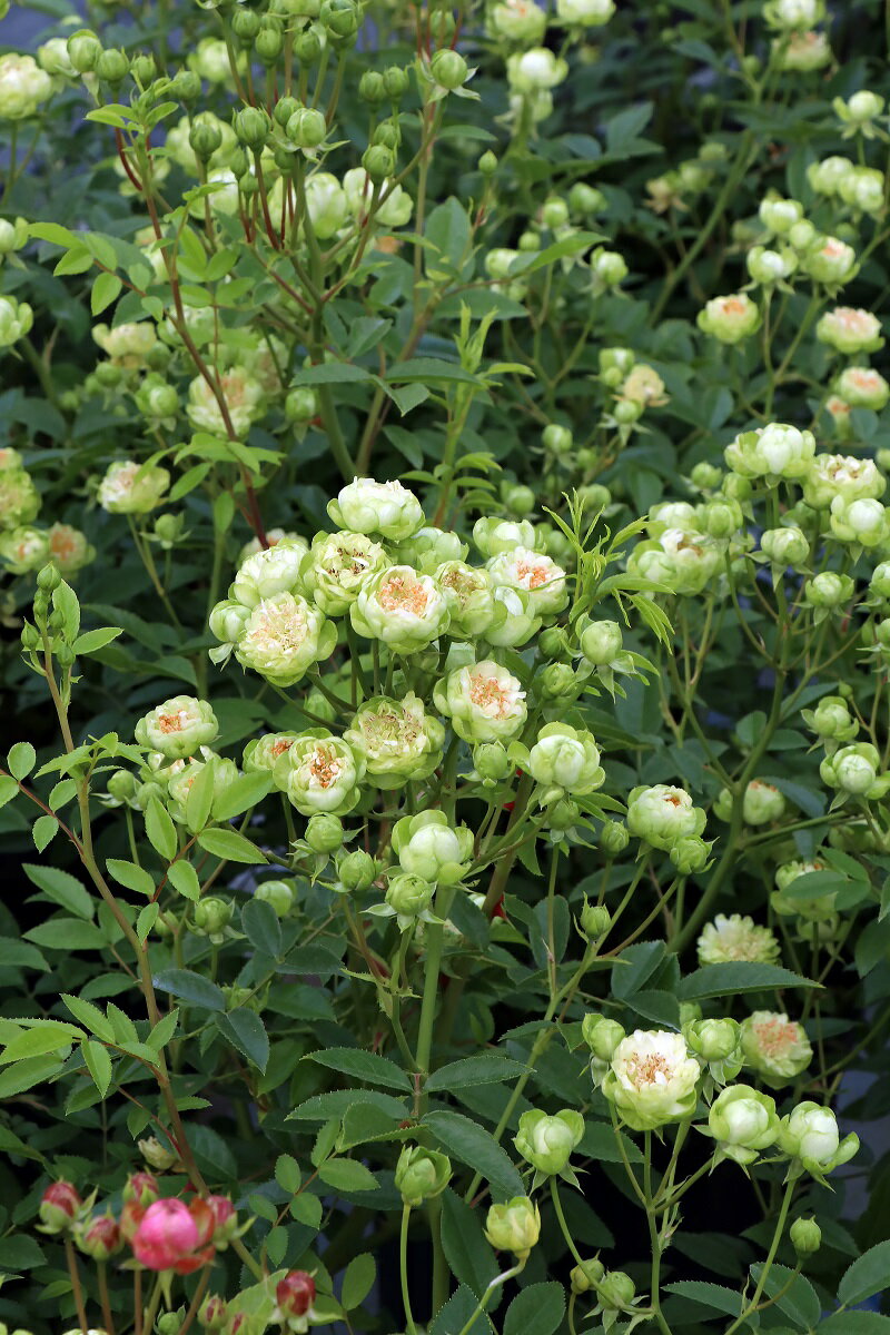 【ふるさと納税】バラ 苗 四季咲き 鉢植え 花 エクレール 6寸鉢 ディープカップ咲き 房咲き 母の日 父の日 送料無料