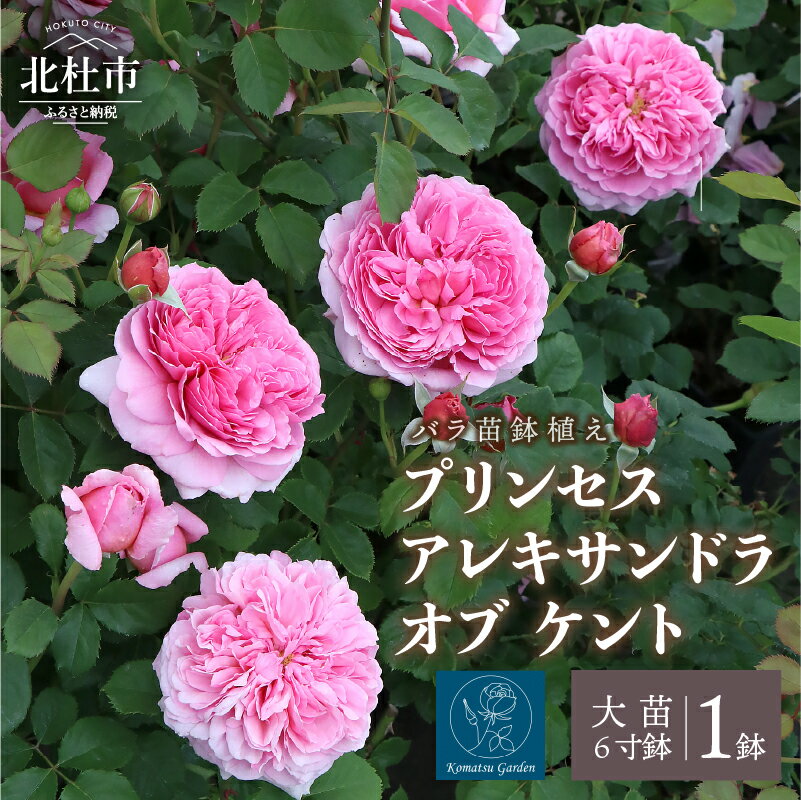 【ふるさと納税】 バラ 苗 四季咲き 鉢植え 花 6寸鉢 プリンセス アレキサンドラ オブ ケント カップ咲き ロゼット咲き ティー香 フルーツ香 1鉢 母の日 父の日 送料無料