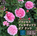 29位! 口コミ数「0件」評価「0」 バラ 苗 四季咲き 鉢植え 花 6寸鉢 プリンセス アレキサンドラ オブ ケント カップ咲き ロゼット咲き ティー香 フルーツ香 1鉢 母･･･ 