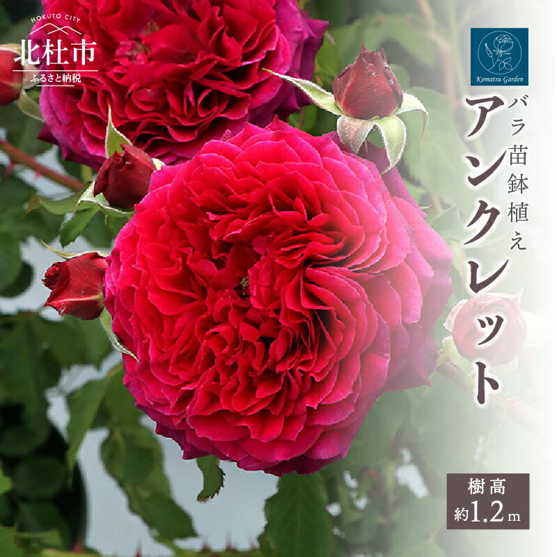 バラ 苗 四季咲き 鉢植え 花 アンクレット 6寸鉢 イングリッシュローズ ロゼット咲き 母の日 父の日 送料無料
