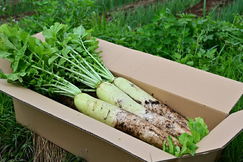 �ڤդ뤵��Ǽ�ǡ� ��2026ǯ���ͽ��� ���դ� �纬 10�� ���å� ��� 10kg���� ���λ���� �������� �����Ի��� ͭ������ ���� �纬�� ���� ��ʪ ���ָ��� ������ ���λ� ����̵�� 10000�� 10000 1����