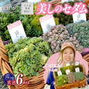 7位! 口コミ数「2件」評価「5」 多肉植物 植物 セダム 6ポット お任せ アソート 苗 産地直送 八ヶ岳原産 専用BOX 山梨県 北杜市 送料無料