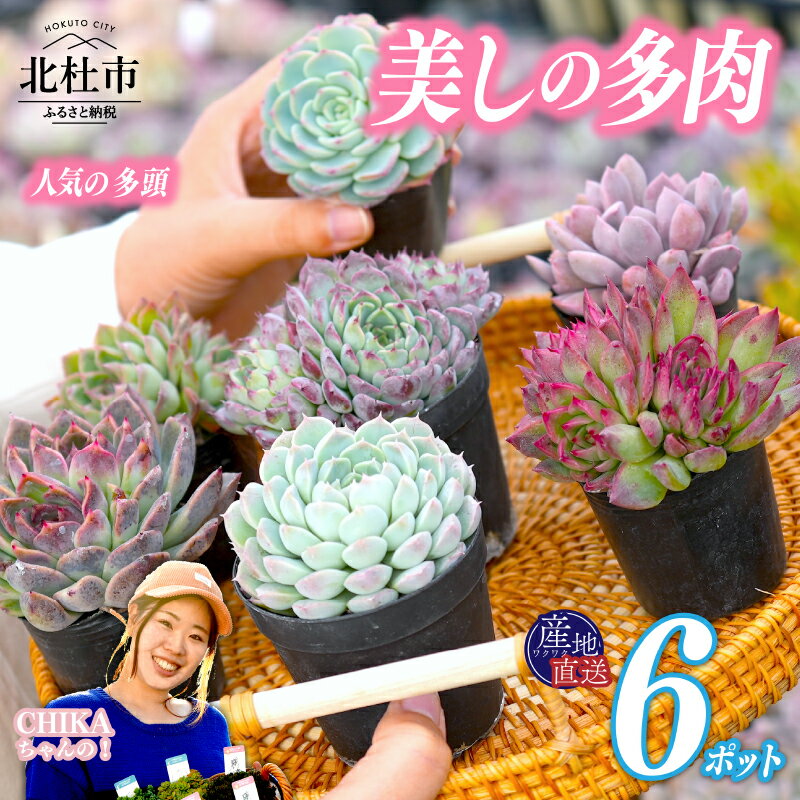 多肉植物 植物 サキュレント 6ポット お任せ アソート 苗 産地直送 専用BOX 八ヶ岳原産 山梨県 北杜市 新生活