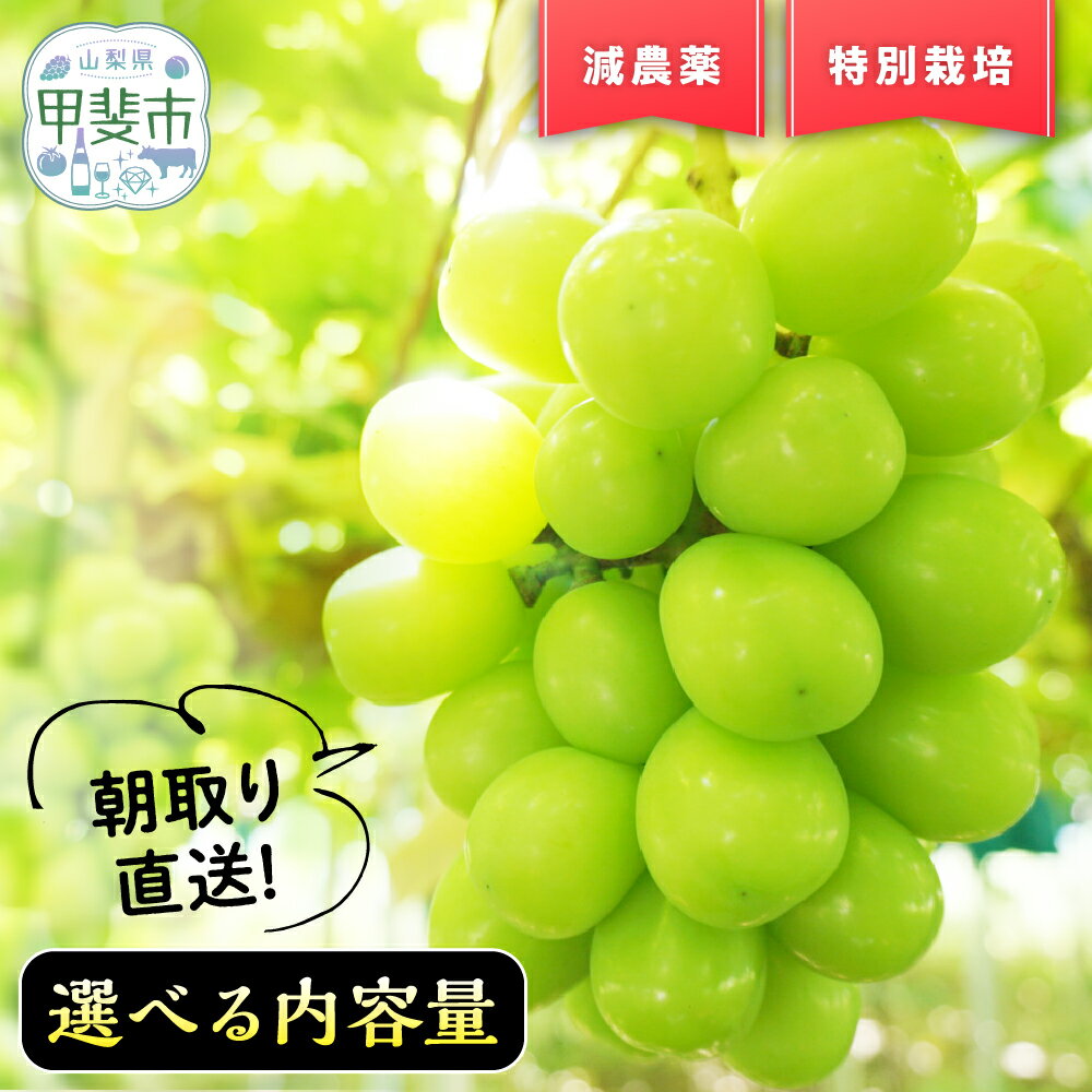 【ふるさと納税】 【2025年発送】『特別栽培』自然塾夏 シャインマスカット 約 1.0 ~ 2.7 kg BM-1