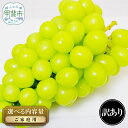 【ふるさと納税】 【2025年発送】 ご家庭用 シャインマスカット 約1.5 ~ 2.0kg 訳あり AN-130