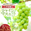 【ふるさと納税】【2025年発送】 シャインマスカット 2kg~3kg 2房~6房 先行予約 先行 予約 山梨県産 国産 産地直送 人気 おすすめ 贈答 ギフト お取り寄せ フルーツ 果物 くだもの ぶどう ブドウ 葡萄 新鮮 甘い 皮ごと 種なし 甲斐市 N-5
