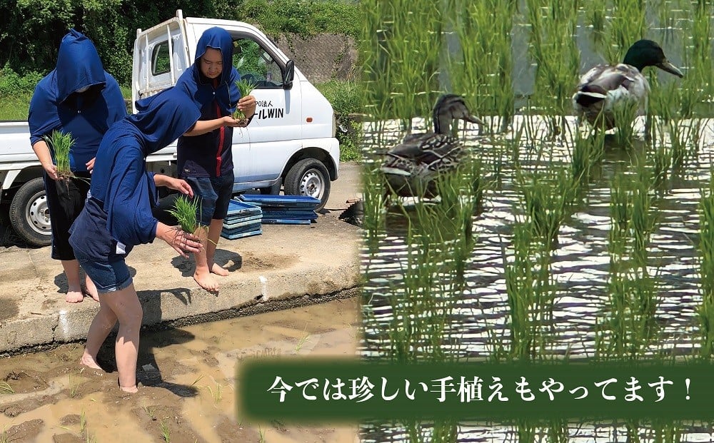 【ふるさと納税】はっぴぃ米（ヒノヒカリ）DD-1 f192104-kai-10001382 山梨県甲斐市 サンプル画像3