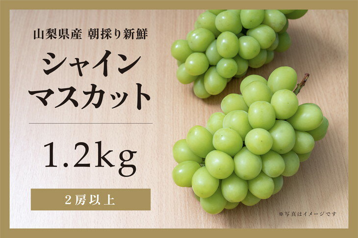 【ふるさと納税】【2024年-令和6年発送分☆先行予約☆】山梨県産 朝採り新鮮 シャインマスカット 1.2kg　【 果物 ぶどう フルーツ デザート 食後 おやつ 旬の果物 旬のフルーツ 国産 】　お届け：2024年9月中旬～10月上旬頃に順次発送予定