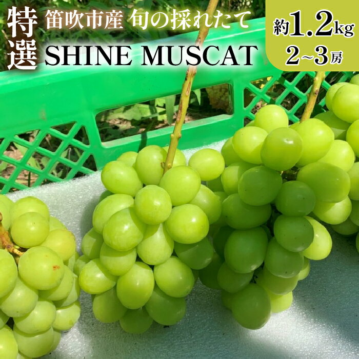 [2024年先行予約]山梨県笛吹市 特選 旬の採れたてシャインマスカット 約1.2kg 2〜3房 ふるさと納税 シャインマスカット 笛吹市 国産 人気 期間限定 ぶどう ブドウ 葡萄 贈り物 ギフト プレゼント 旬 果物 フルーツ 山梨県 送料無料 105-001