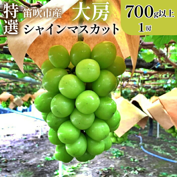 ＜2024年先行予約＞山梨県笛吹市 特選 旬の採れたてシャインマスカット 700g以上　1房 ふるさと納税 シャインマスカット 笛吹市 国産 人気 期間限定 ぶどう ブドウ 葡萄 旬 果物 フルーツ 山梨県 送料無料 105-013