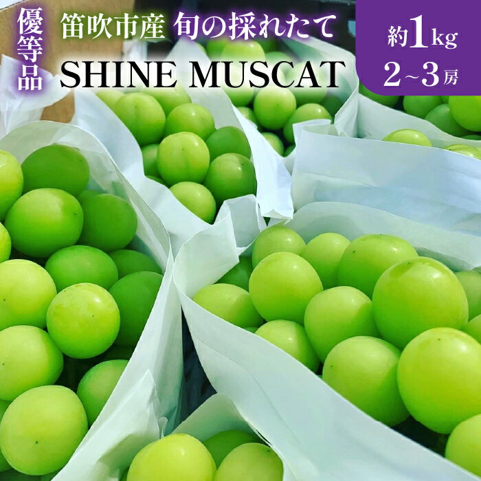 《楽天限定》＜2024年先行予約＞山梨県笛吹市産　旬の採れたてシャインマスカット　優等品　約1kg　2～3房 ふるさと納税 シャインマスカット 笛吹市 国産 人気 期間限定 ぶどう ブドウ 葡萄 旬 果物 フルーツ 山梨県 送料無料 105-017
