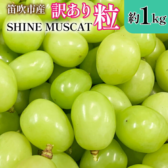＜2024年先行予約＞山梨県笛吹市産　シャインマスカット訳有粒　1kg以上 ふるさと納税 シャインマスカット 笛吹市 国産 人気 期間限定 ぶどう ブドウ 葡萄 訳あり 旬 果物 フルーツ 山梨県 送料無料 105-018