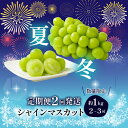 【ふるさと納税】<25年発送先行予約>【夏冬2回発送】山梨県笛吹市産 シャインマスカット定期便 約1.0kg 2~3房入り ふるさと納税 シャインマスカット 笛...