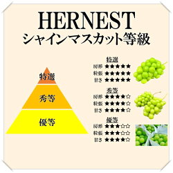 【ふるさと納税】＜2024年先行予約＞山梨県笛吹市の旬の採れたてシャインマスカット　秀等品　約1.2kg(2房～3房) ふるさと納税 シャインマスカット 笛吹市 国産 人気 期間限定 ぶどう ブドウ 葡萄 旬 果物 フルーツ 山梨県 送料無料 105-006･･･ 画像1