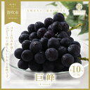 【ふるさと納税】<25年発送先行予約>山梨県笛吹市産 旬の採れたて巨峰 約1kg 2~3房 ふるさと納税 おすすめ ランキング 巨峰 笛吹市 国産 人気 期間限定 ぶどう ブドウ 葡萄 旬 果物 フルーツ 山梨県 送料無料 105-015