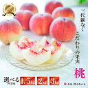 【ふるさと納税】<25年発送先行予約>&【2026年発送★先行予約】 やまなし旬の果実 笛吹の朝採り桃 【選べる重量1.5~3kg】 ふるさと納税 もも 桃 笛吹市 国産 人気 期間限定 果物 フルーツ 旬 山梨県 ギフト 贈答 プレゼント 高評価 リピート 送料無料 065-017