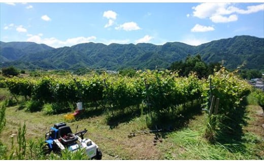 山梨県笛吹市の画像3