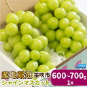 【ふるさと納税】【2026年発送★先行予約】シャインマスカット 600g~ 1房 (沖縄・離島配送不可) 期間限定 パリッとはじける食感 ぶどう 人気 贈答 ギフト 中元 お盆 帰省 旬 果物 フルーツ 山梨県産 笛吹市 リピート 106-021