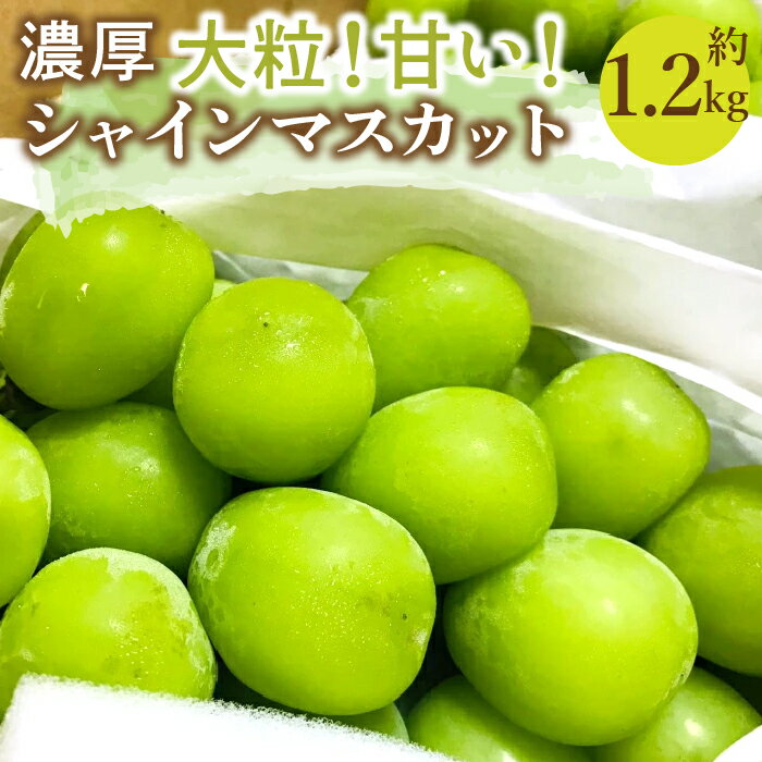 19位! 口コミ数「21件」評価「4.33」＜2024年先行予約＞農園直送！濃厚シャインマスカット 約1.2kg※クール便配送 ふるさと納税 おすすめ ランキング シャインマスカット ･･･ 