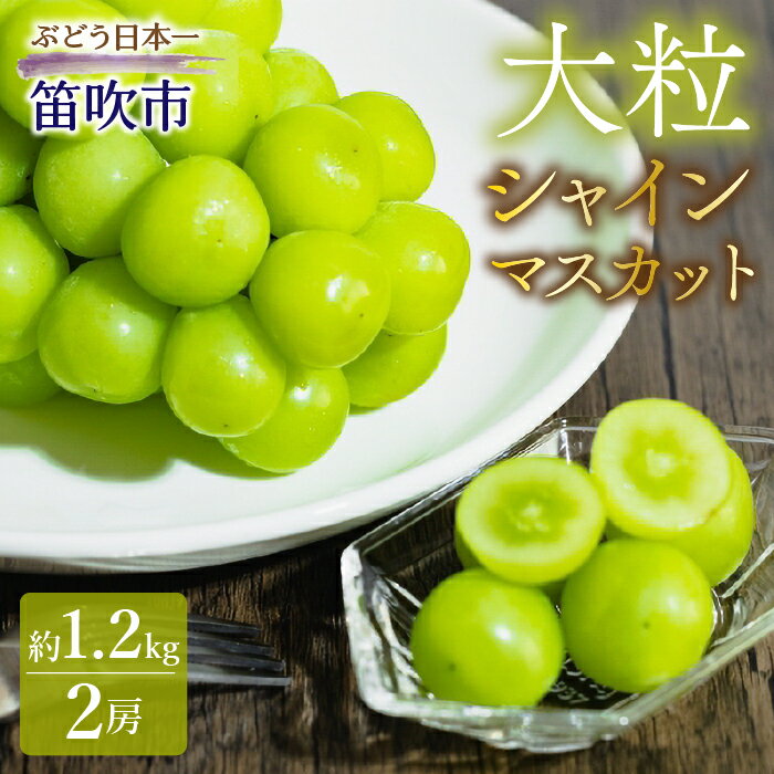 【ふるさと納税】シャインマスカット（約1.2kg 2房） ふるさと納税 シャインマスカット 大粒 笛吹市 国産 人気 期間限定 ぶどう ブドウ 葡萄 贈り物 ギフト プレゼント 旬 果物 フルーツ 山梨県 送料無料 010-008のサムネイル